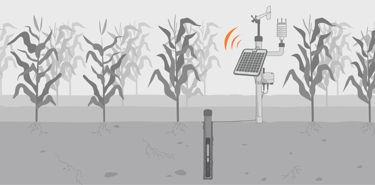 Illustration of a groundwater sensing instrument in a corn field